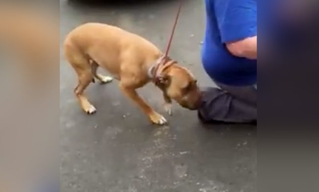 After Being Stolen, This Dog Was Finally Returned To His Loving Owner