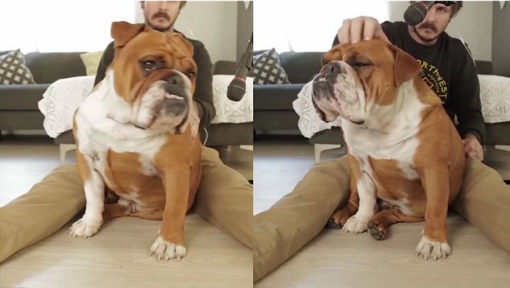 Man “Plays” His Bulldog Like a Musical Instrument