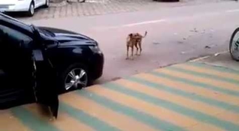 The Dog Approaches A Car Blaring Loud Music. What He Does Is Hilariously Unexpected!