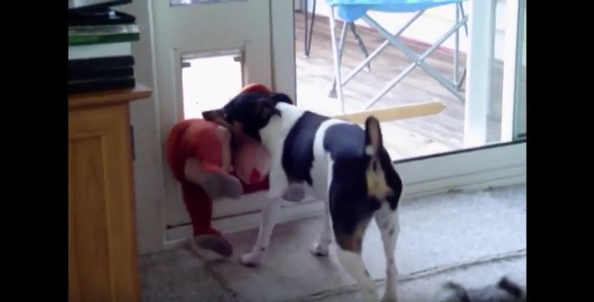 Dog Toy vs. Dog Door