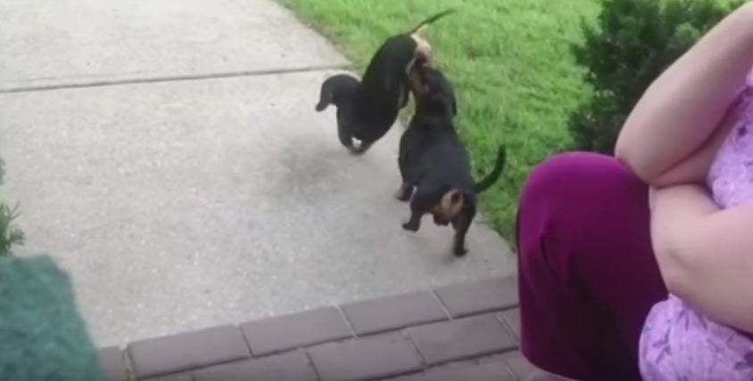 Dachshund Helps His Brother Do a Handstand Walk