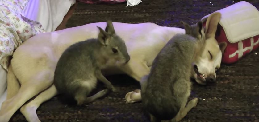 Dog Gets Groomed by Patagonian Maras