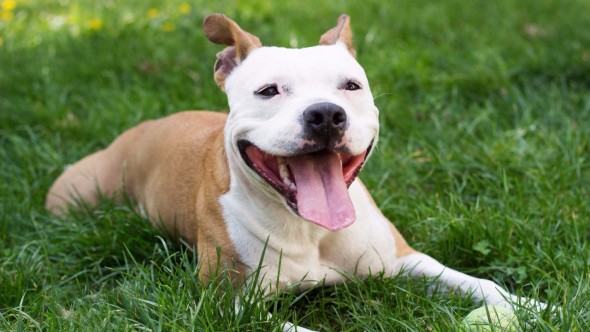 Bill Proposed to Stop New York Landlords Forbidding Pit Bulls on Property