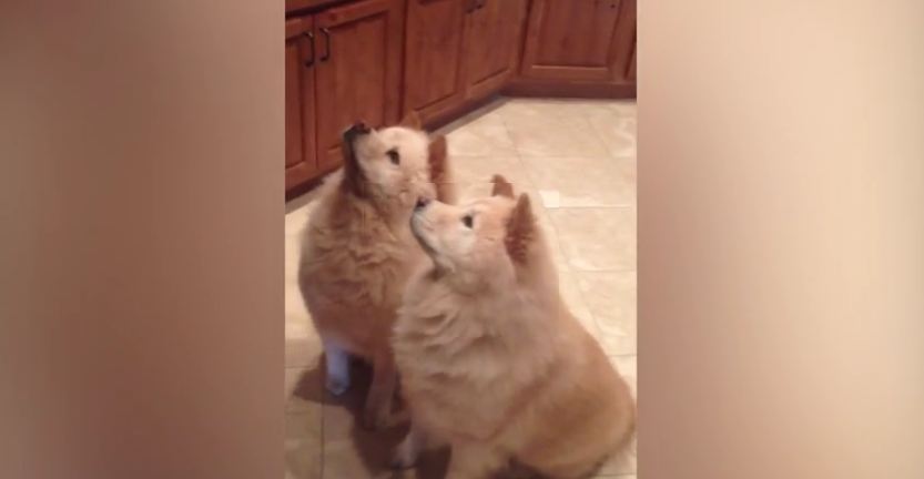 The Most Polite Dogs In The World Sweetly Raise Their Paws For A Treat