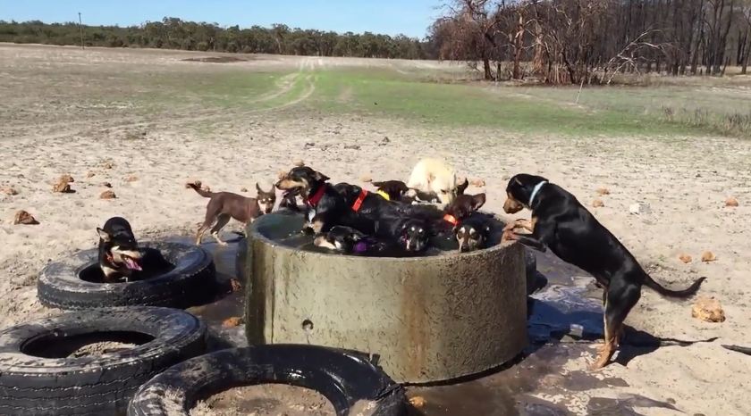 Group Of Dogs Runs To Cool Off In A Watering Hole