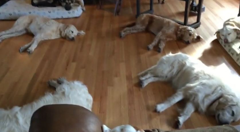 Mom Films Her Adorable Herd Of Dogs Sleeping Peacefully