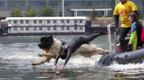 This Dog Jumps In The Water With His Human. What He Does Is INCREDIBLE.