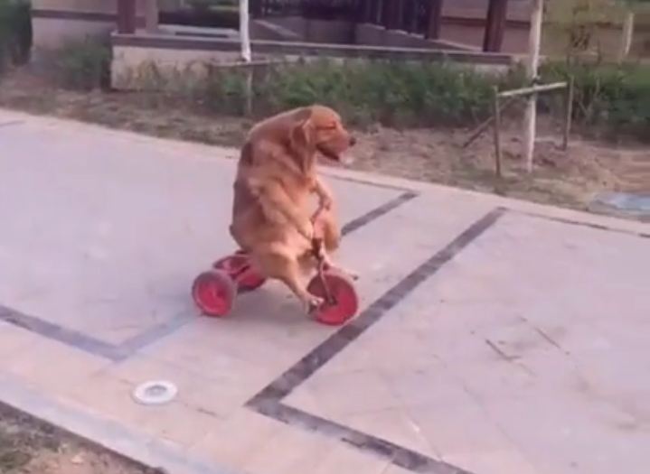 This Dog Rides A Tricycle Like A Human!