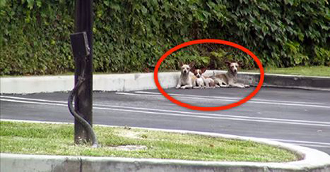 These 3 Homeless Pups Were Huddled In Fear. But When They Realize They’re Being Rescued… Wow.