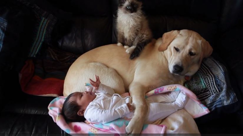 Puppy, kitten and baby preciously cuddle together