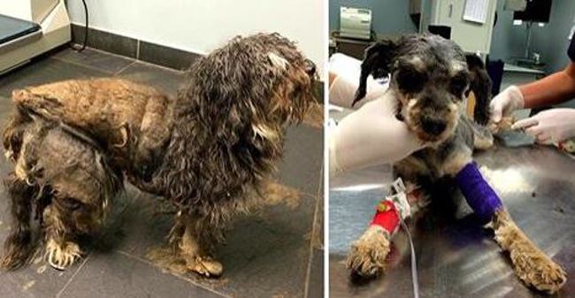 Badly Neglected Dog in a Cocoon of Fur Gets the Rescue He Desperately Needs