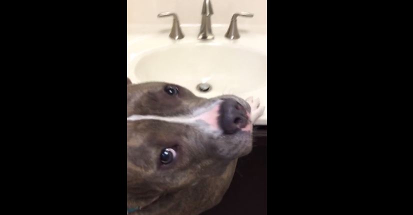 Pit Bull sings to her reflection in the mirror