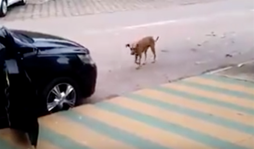 The Dog Approaches A Car Blaring Loud Music. What He Does Is Hilariously Unexpected!