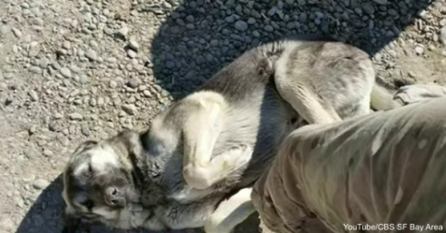 Soldier Reunites with Dog from Iraq in SPCA Operation