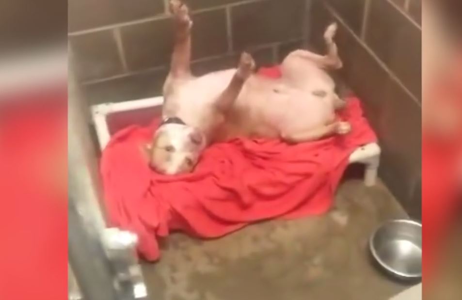 Shelter dog asking for belly rubs in viral video gets adopted