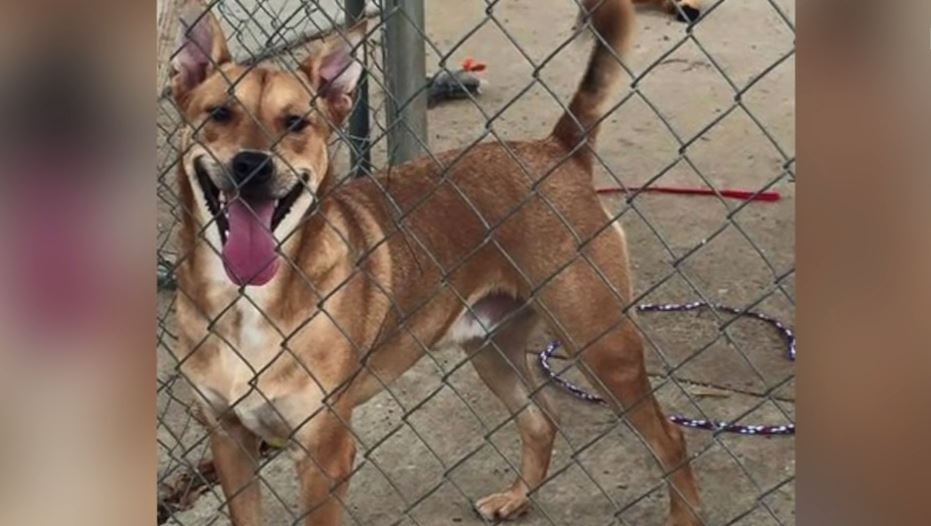 Dog who just got adopted after spending years at shelter can’t stop smiling