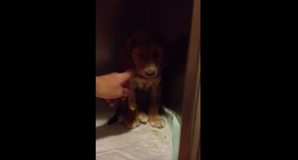 Family in Turkey Brings Home Dying Puppy To Pass in Peace But He Surprises Them All