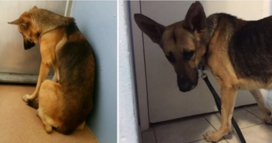 They were going to euthanize him but see how he got a miraculous second chance in life