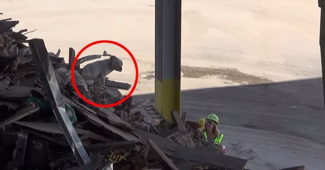 What a cute way to show gratitude as rescuers save pit bull from a trash pile
