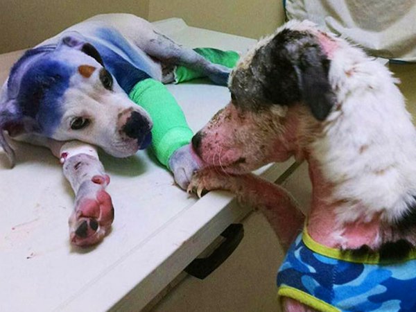 Abused dog comforts another pup who’s been through Hell