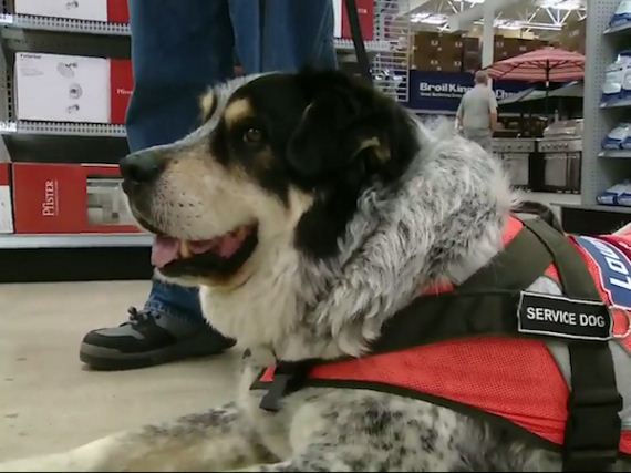 Hardware store’s got a furry new hire!