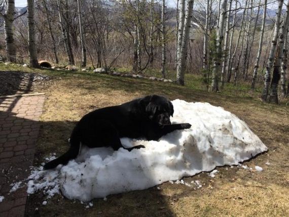 Most People Love When Summer Comes, But This Dog Just Can’t Handle The Snow Melting