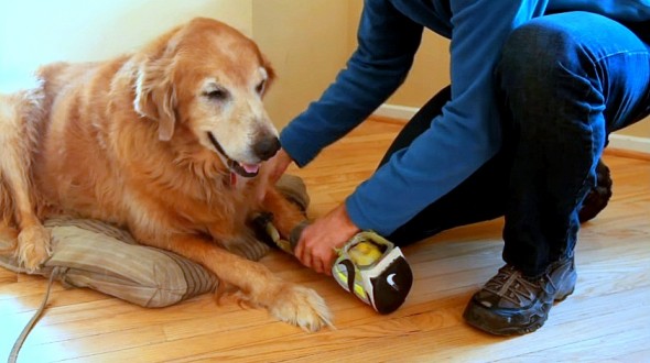 Devoted Dog Dad Turns His Own Sneaker into a “Faux Paw” for His Amputee Dog