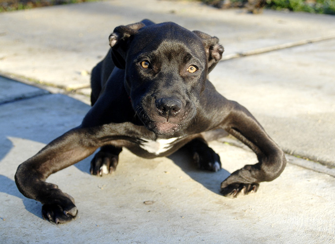 This Abandoned Puppy Had Severely Bowed Legs–But Look At Him Now!