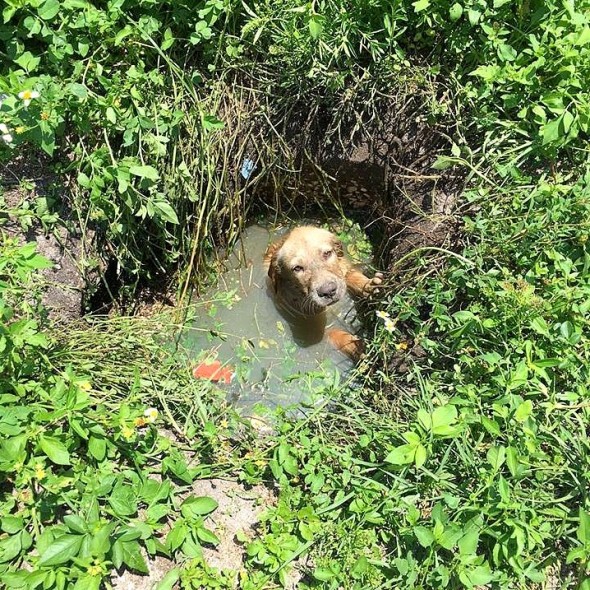 Police Officer Helps Save a Puppy from Drowning, then Decides to Become His Dad