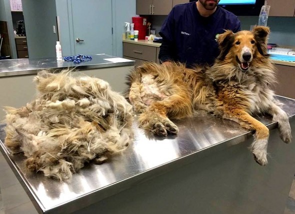 UPDATE: Collie Matted So Badly He Couldn’t Even Relieve Himself Has Now Been Adopted