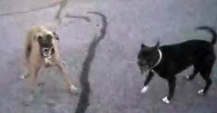 Two Angry Dogs Approach A Police Officer. What He Does Next? UNBELIEVABLE!