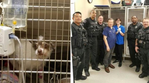 Airport Cops Save the Life of Little Dog Hit by a Car