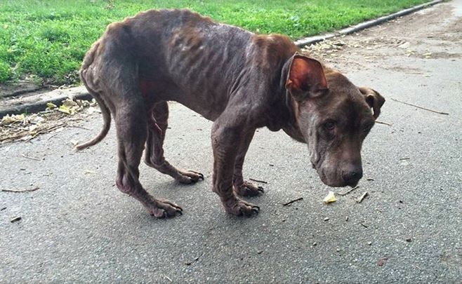 Severely Neglected Blind Dog Gets A Second Chance At Life