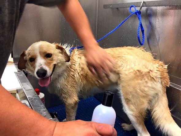 PUPDATE:  Chained Dog Up to Her Neck in Flood Water Adopted by Sheriff Who Helped Save Her