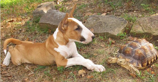 Butterbean the most loving Bull Terrier passes away this month