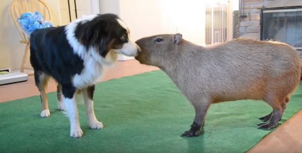 Border Collie Falls Head Over Heels in Love With Her New Rescue Capybara Sibling