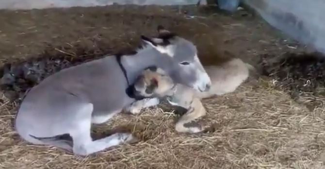 Compassionate donkey adopts a dog that was too sick to be around other pups