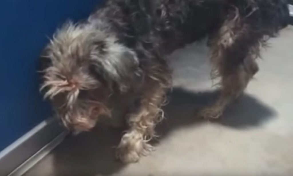 Neglected Dog Gets Second Chance