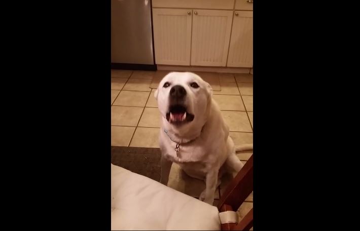 Talking dog engages in hilarious conversation