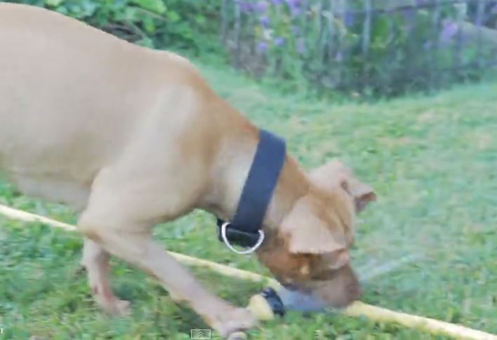 Smart Pit Bull learns how to use garden hose