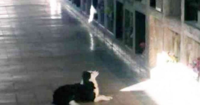 Female dog visits tomb every day to recall the memory of her deceased owner