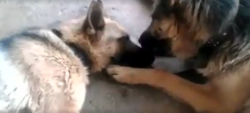 Father Dog Tenderly Licks Mom After She Gave Birth To Puppies