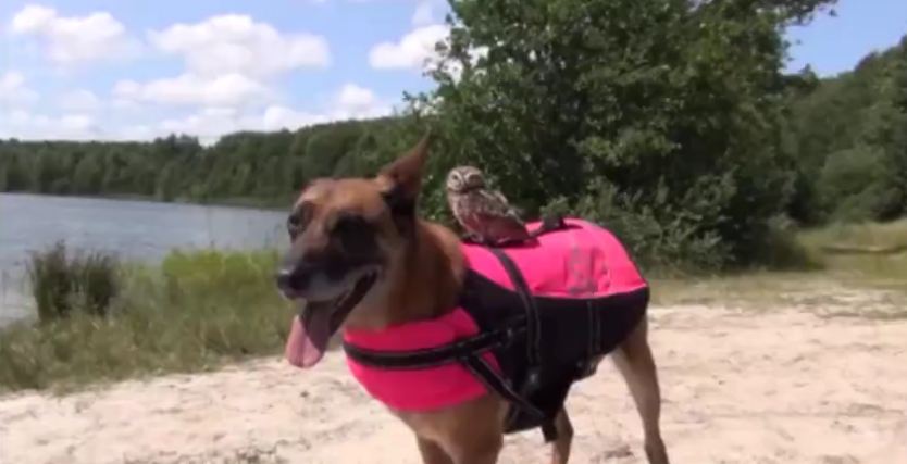 Dog Goes For A Swim With A Tiny Owl On His Back
