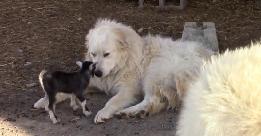 Dog lovingly babysits cute baby goats