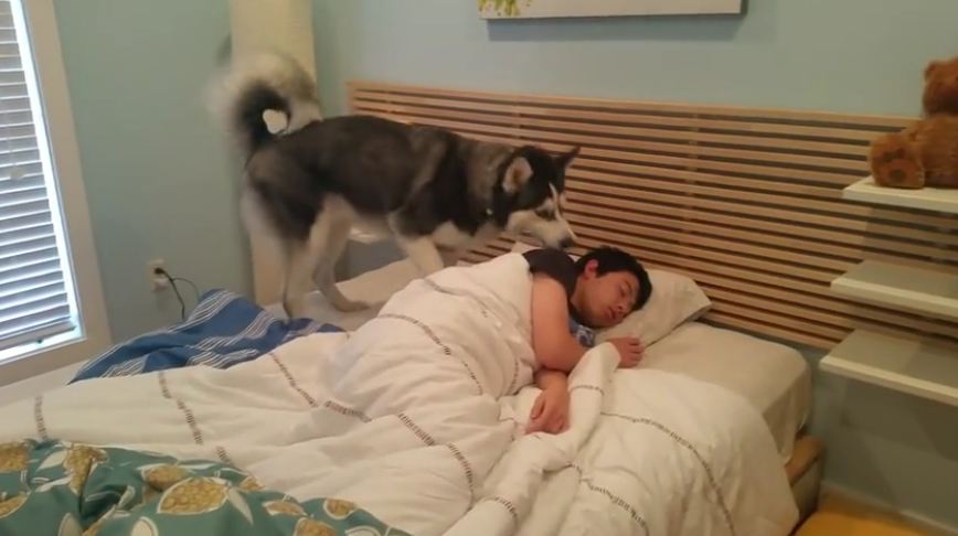 Разбудили видео. Собака проснулась. Собака разбудила. Собака спит с хозяином. Лайка спит с хозяином.