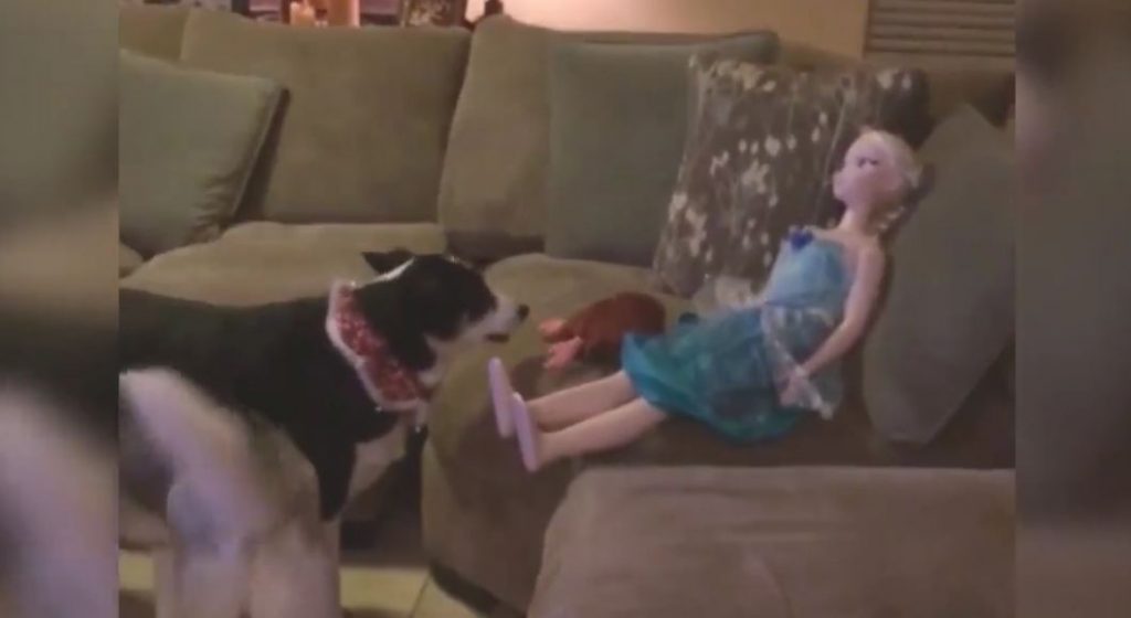 Confused Dog Attempts To Play Fetch With A Life-Sized Princess Elsa Doll.
