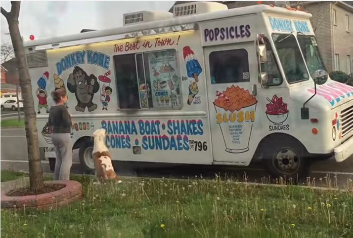 Well-Behaved Pit Bull Waiting Patiently for Ice Cream Treat Is the Cutest Thing You’ll See all Day