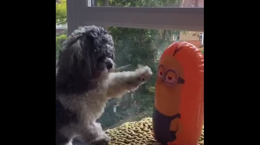 Dog Hilariously Loses Fight Against Minion