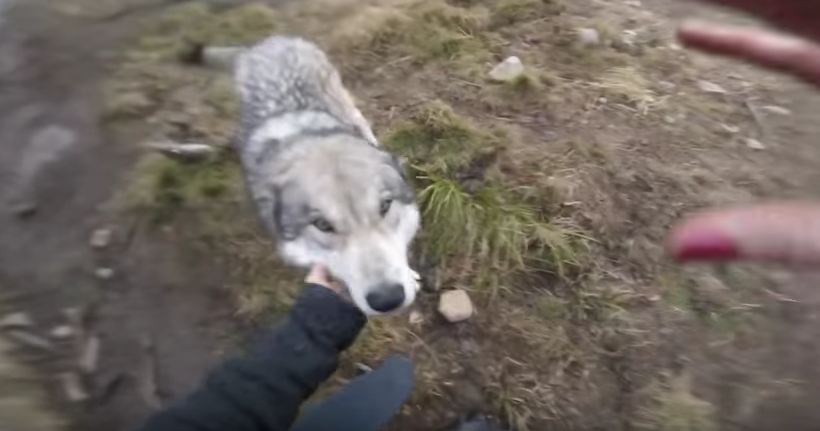 Wolf Dogs Welcome Their Owner With Excited Howls And Kisses