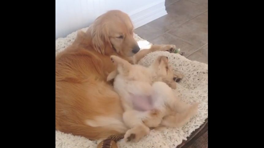 Cute puppy is introduced to adult Golden Retriever